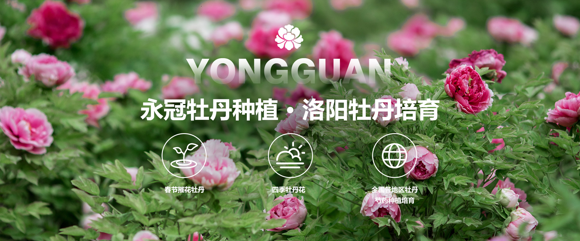 洛陽永冠牡丹種植有限公司